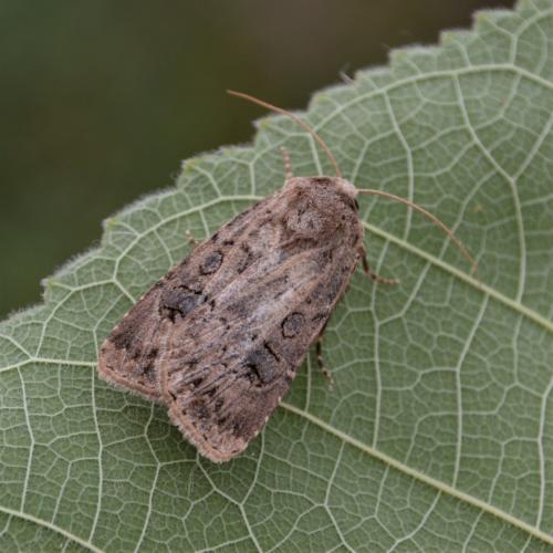 Réf. 192 481 : Agrotis bigramma